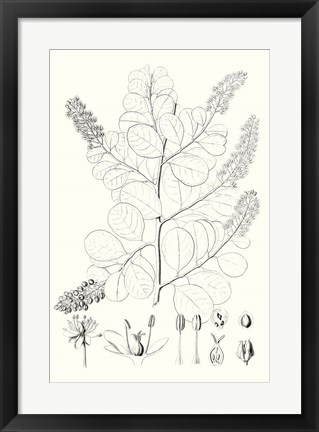 Framed Illustrative Leaves IV Print