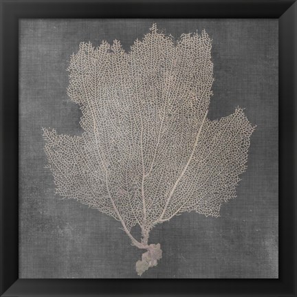 Framed Natural Sea Fan III Print