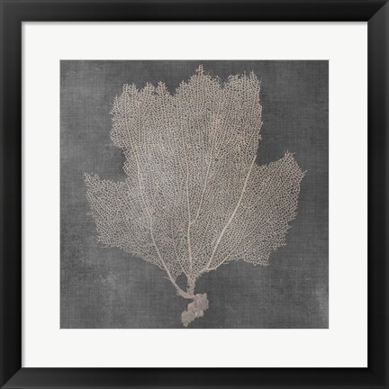 Framed Natural Sea Fan III Print