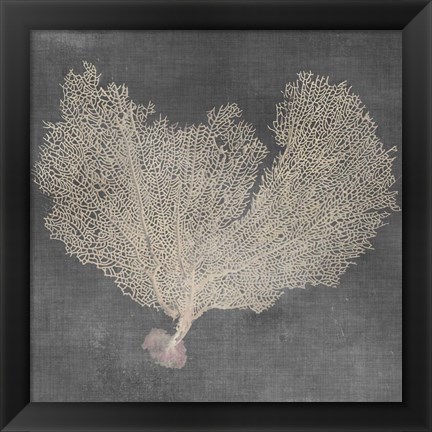 Framed Natural Sea Fan VI Print