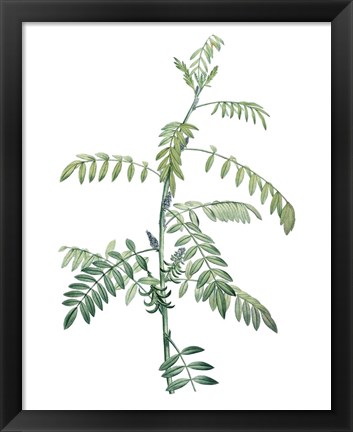 Framed Soft Green Botanical III Print