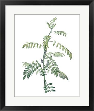 Framed Soft Green Botanical III Print