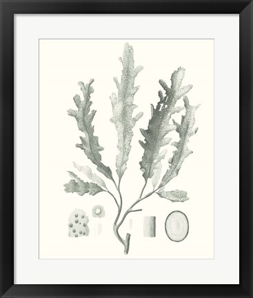 Framed Sage Green Seaweed I Print