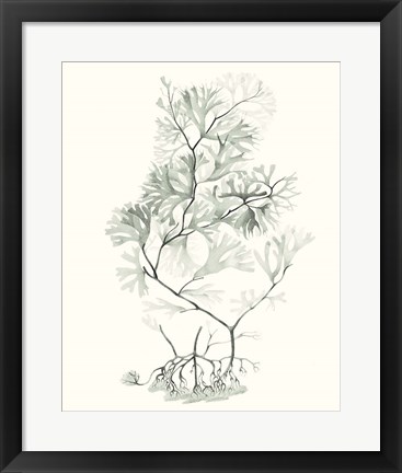 Framed Sage Green Seaweed VI Print