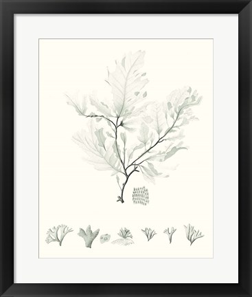 Framed Sage Green Seaweed VII Print