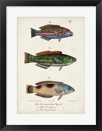 Framed Antique Fish Trio I Print