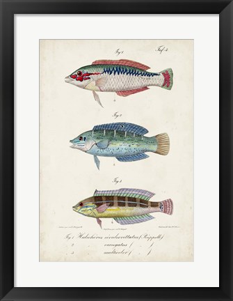 Framed Antique Fish Trio II Print