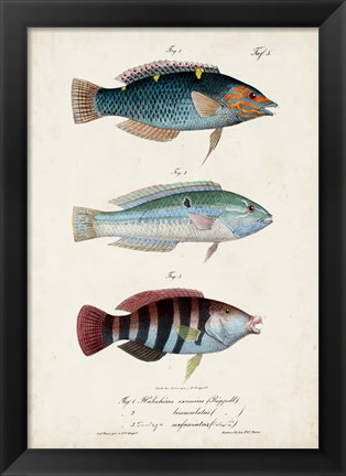 Framed Antique Fish Trio III Print