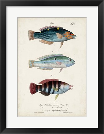 Framed Antique Fish Trio III Print