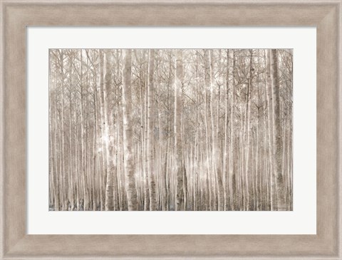 Framed Birch Trees Print