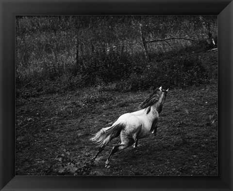 Framed Running Horse Print