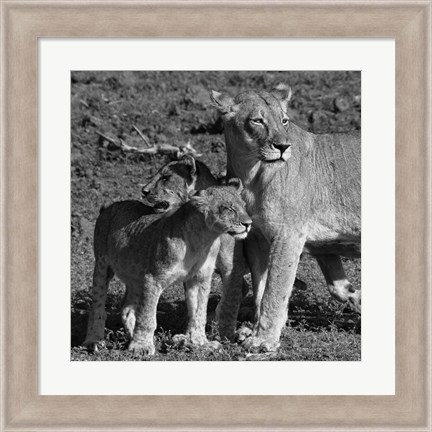 Framed Lioness and Cubs Print