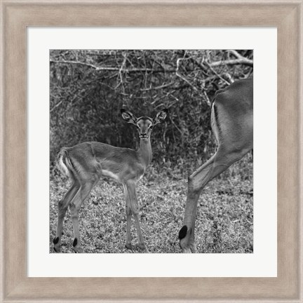 Framed Impala and Baby Print