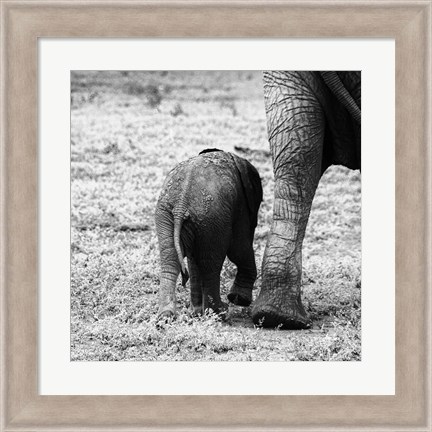 Framed Mama and Baby Elephant II Print