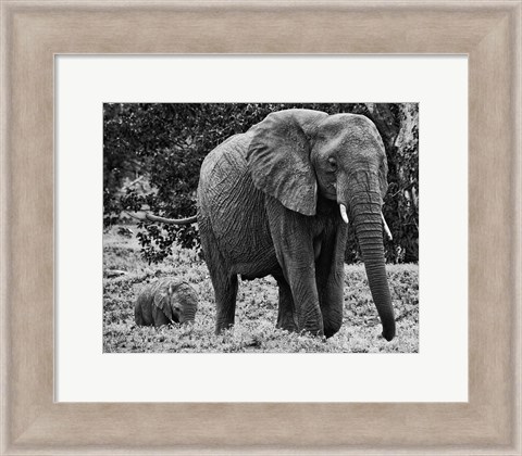 Framed Mama and Baby Elephant I Print