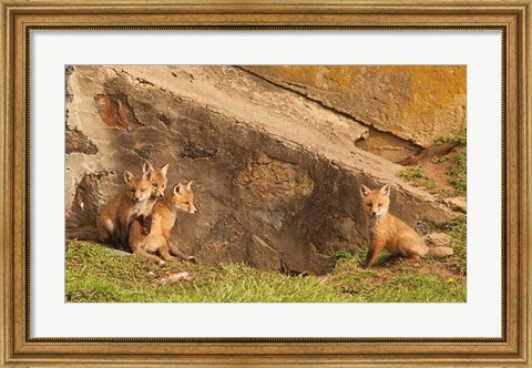 Framed Fox Cubs I Print