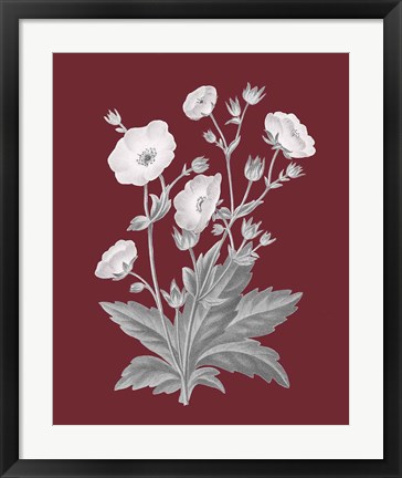 Framed Pomegranate Botanical VI Print