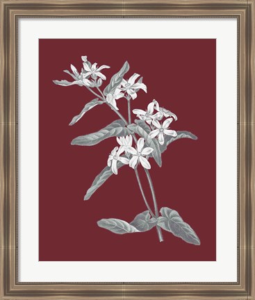 Framed Pomegranate Botanical IV Print