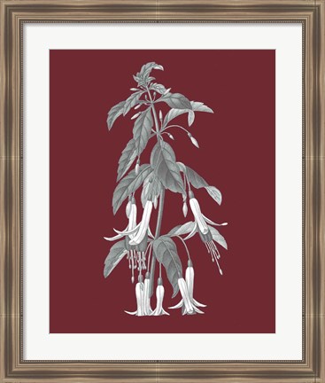 Framed Pomegranate Botanical I Print