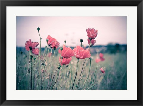 Framed Pink Tulips Print