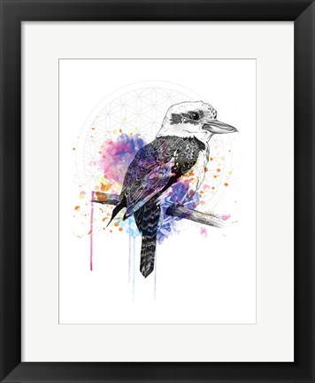 Framed Kookaburra Print