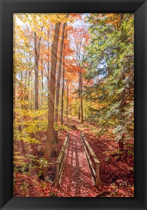 Framed Forest Bridge Print