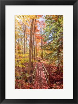 Framed Forest Bridge Print