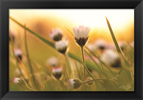 Framed Daisy at Sunset Print