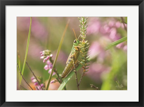 Framed Grasshopper Print