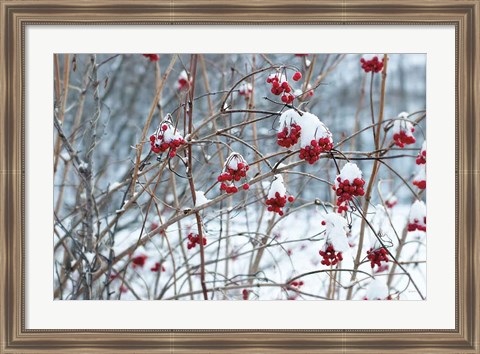 Framed Berries in Winter Print