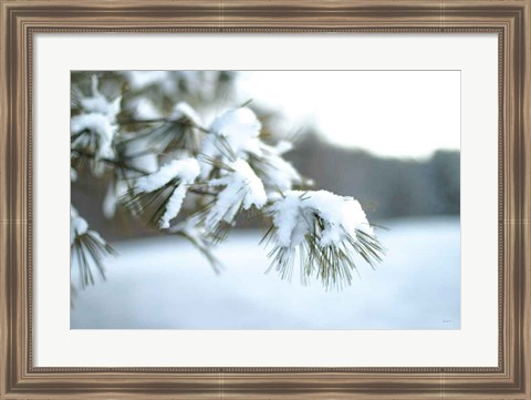 Framed Frosted White Pine Print