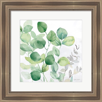 Framed Eucalyptus Leaves II Print