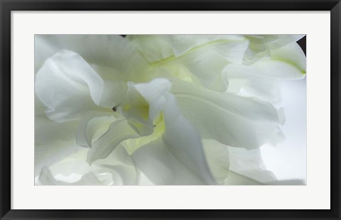 Framed Close Up of White Flower Print