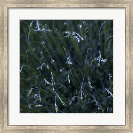 Framed Tendrils Print