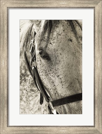 Framed White Horse Print