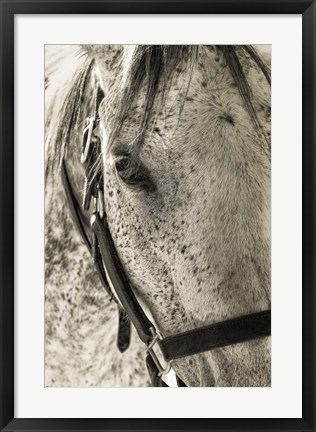 Framed White Horse Print