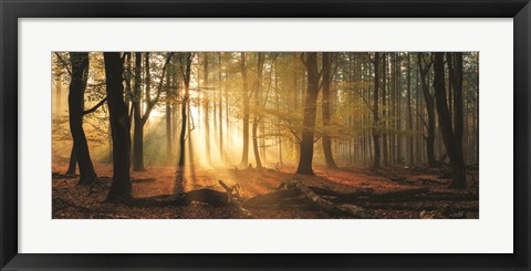 Framed Speulderbos Panorama Print