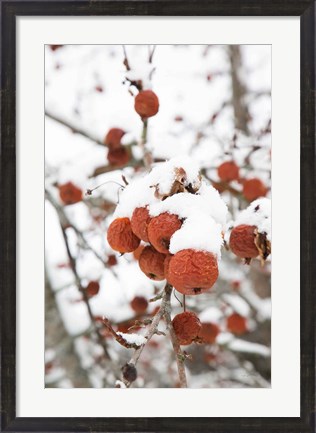 Framed Snowcapped Print