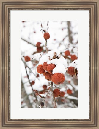 Framed Snowcapped Print