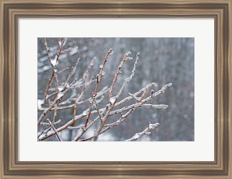 Framed Glistening Branches I Print