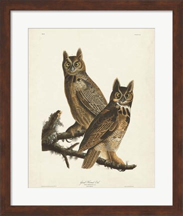 Framed Pl 61 Great Horned Owl Print