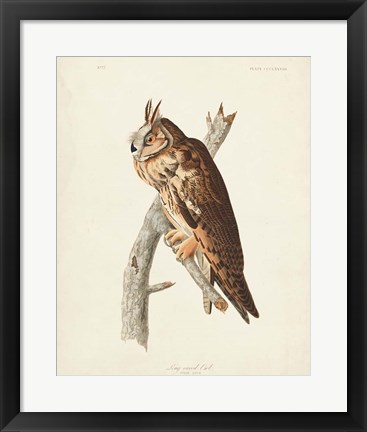 Framed Pl 383 Long-eared Owl Print