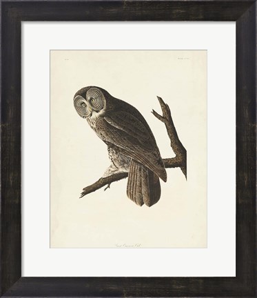Framed Pl 351 Great Cinereous Owl Print