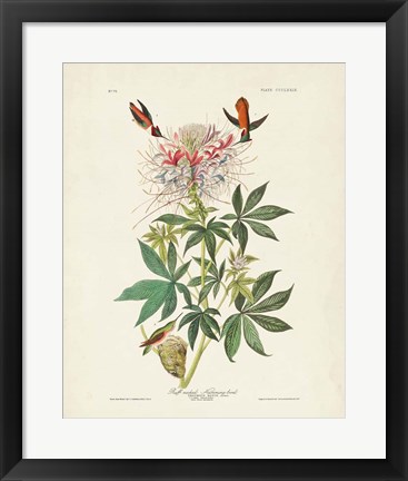 Framed Pl 379 Ruff-necked Hummingbird Print