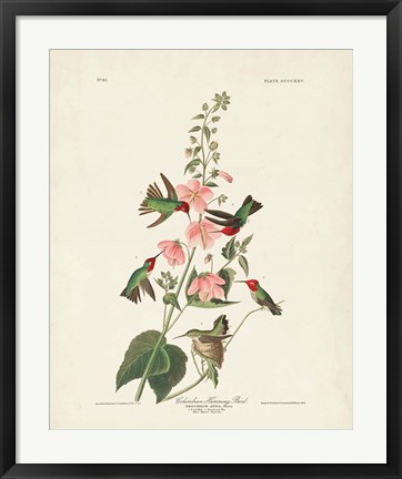 Framed Pl 425 Columbian Hummingbird Print