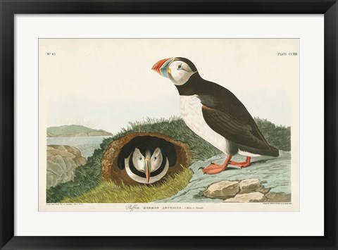 Framed Pl 213 Puffin Print