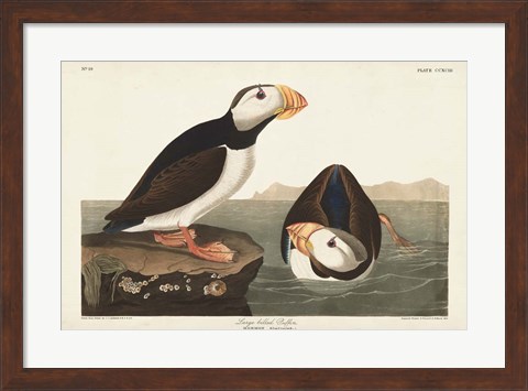 Framed Pl 293 Large-billed Puffin Print