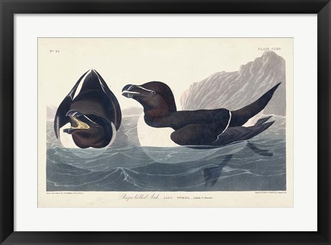 Framed Pl 214 Razor-billed Auk Print