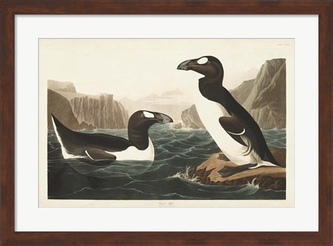 Framed Pl 341 Great Auk Print