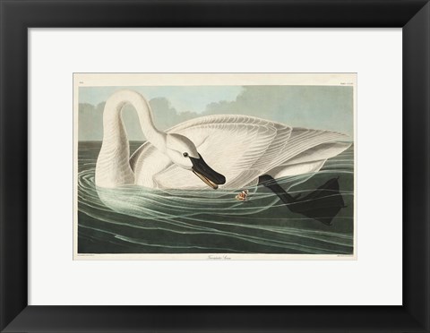 Framed Pl 406 Trumpeter Swan Print